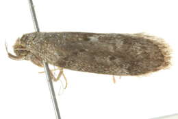 Image of <i>Philobota heptasticta</i>