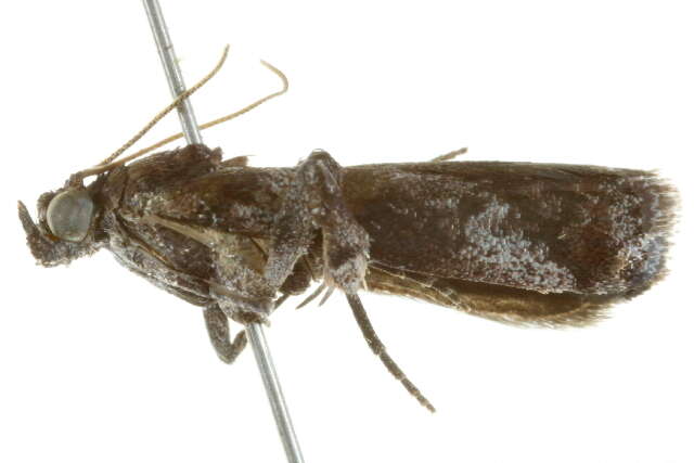 Image of <i>Conobathra hemichlaena</i>