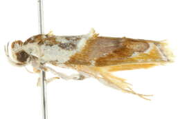 Image of <i>Piloprepes gelidella</i>