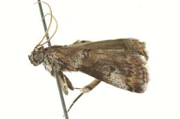 Image of <i>Conobathra hemichlaena</i>