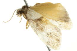 Image of Philenora elegans Butler 1877