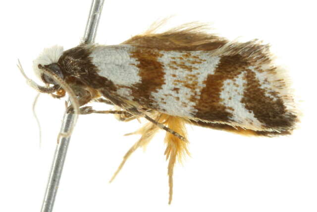 Image of <i>Isomoralla geophyrota</i>