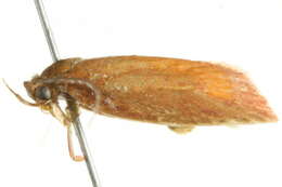 Image of <i>Epicurica laetiferanus</i>