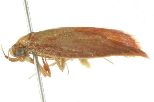 Image of <i>Epicurica laetiferanus</i>