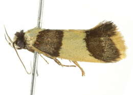 Image of Telecrates laetiorella Walker 1864