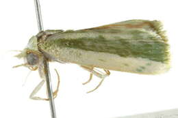 Image of <i>Earias huegeliana</i>