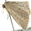 Image of Idaea