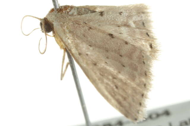 Image of Idaea