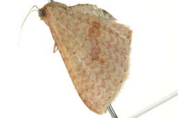 Image of <i>Epicyme rubropunctaria</i>