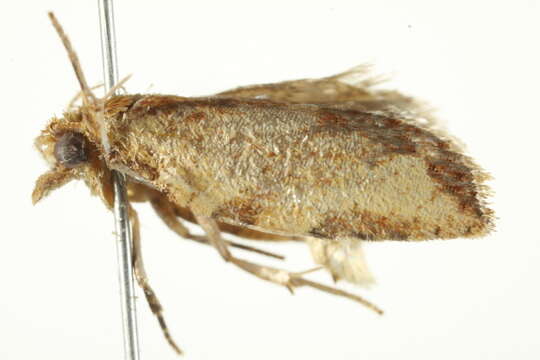 Image of Light brown apple moth