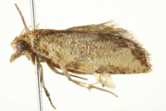 Image of Light brown apple moth