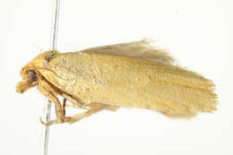 Image of Merophyas divulsana Walker 1863