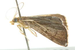 Image of Metasia typhodes Turner 1908