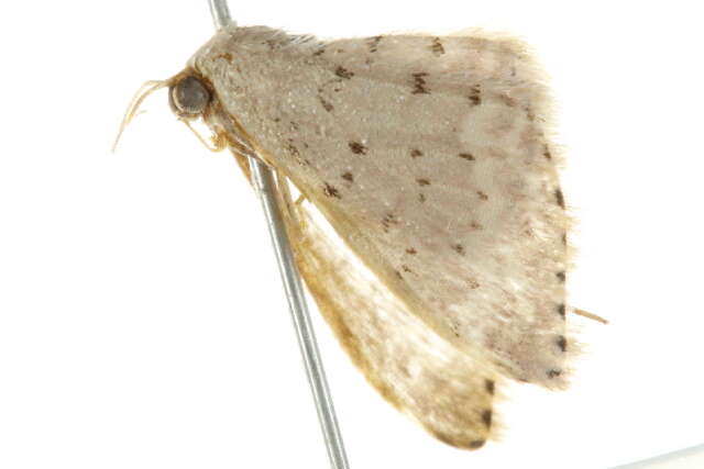 Image of Idaea