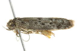 Image of <i>Philobota heptasticta</i>