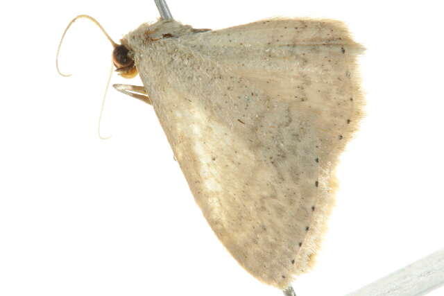 Image of Scopula optivata Walker 1861