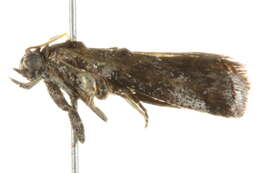 Image of <i>Conobathra hemichlaena</i>