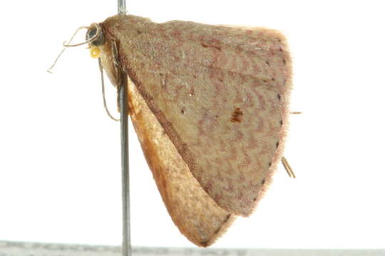Image of <i>Epicyme rubropunctaria</i>