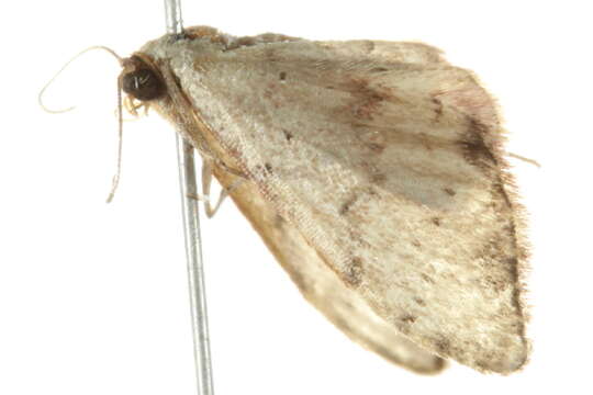 Image of Idaea halmaea Meyrick 1888