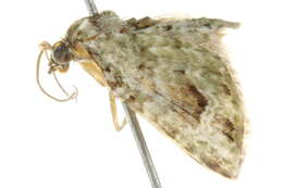 Image of <i>Chloroclystis cissocosma</i>