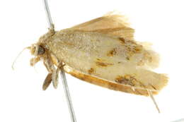 Image of Merophyas divulsana Walker 1863