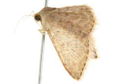 Image of Idaea