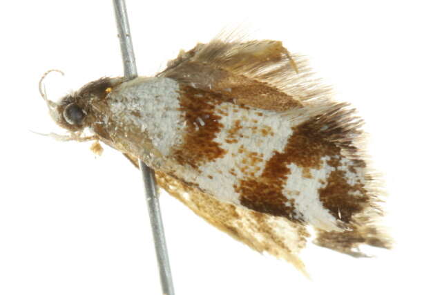 Image of <i>Isomoralla geophyrota</i>