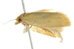 Image of Merophyas divulsana Walker 1863