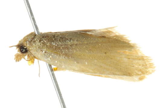 Image of Merophyas divulsana Walker 1863