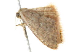 Image of Idaea