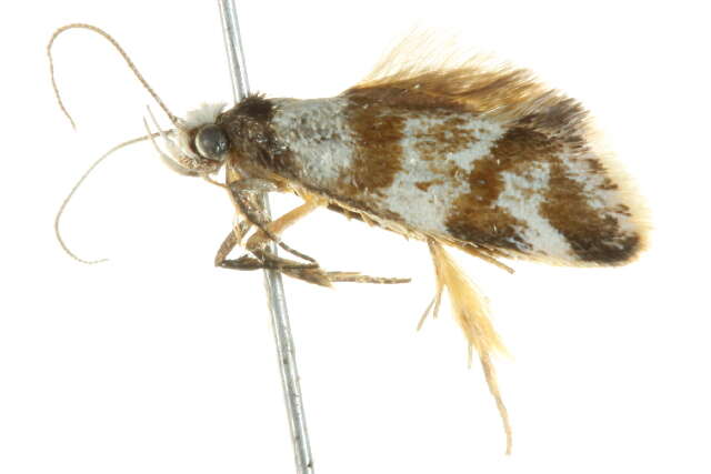 Image of <i>Isomoralla geophyrota</i>