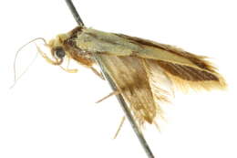 Image of <i>Heteroteucha anthodora</i>