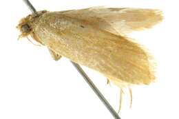 Image of Merophyas divulsana Walker 1863