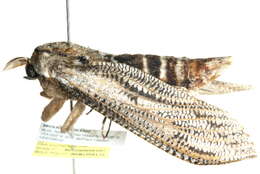 <i>Endoxyla lituratus</i> resmi