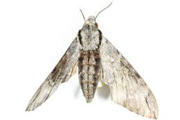 Image of Psilogramma casuarinae (Walker 1856)