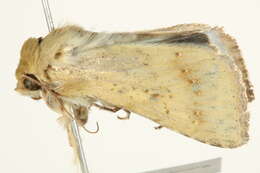 صورة Helicoverpa punctigera Wallengren 1860