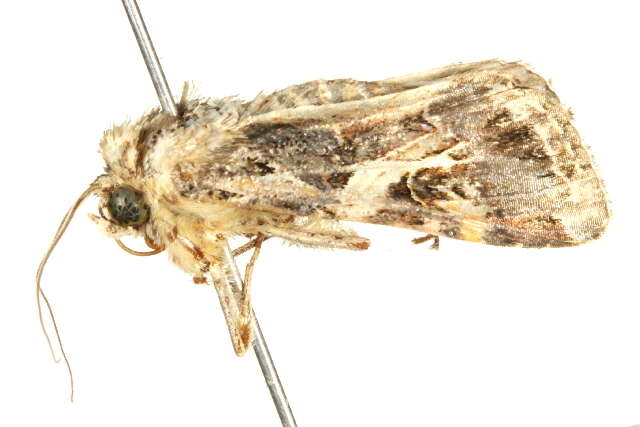 Sivun Spodoptera litura Fabricius 1775 kuva