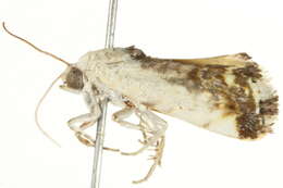 Image of Acontia nivipicta Butler 1886