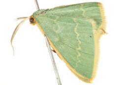 Image of <i>Chlorocoma periphracta</i>