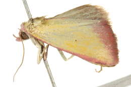 Image of Phytometra laevis