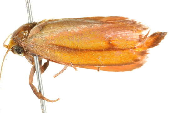 Image of Wingia aurata