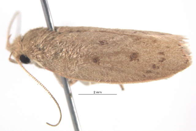 Image of <i>Prionocris complanula</i>