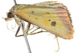 Image of Phytometra laevis