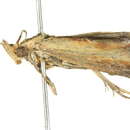 Image of <i>Morosaphycita oculiferella</i>