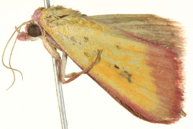 Image of Phytometra laevis