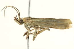 Image of <i>Morosaphycita oculiferella</i>