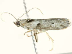 Image of Ptyomaxia