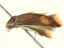 Image of <i>Hemibela trigonoptera</i>