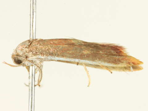 Image of <i>Hemibela callista</i>