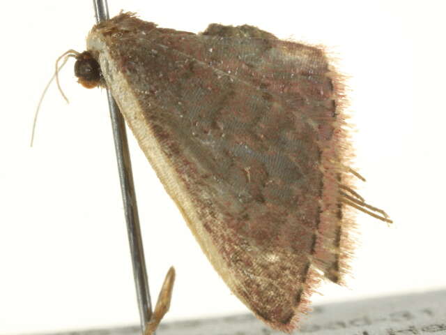 Image of Idaea inversata